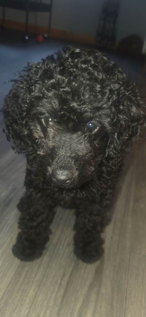 Ready now cockapoo f1b female