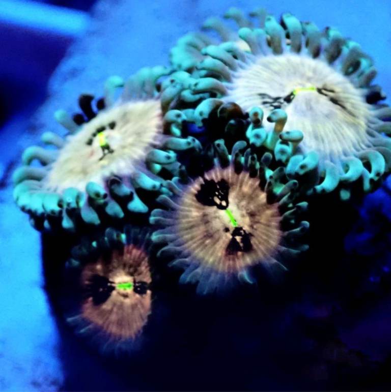 Hawaiian zoa 
