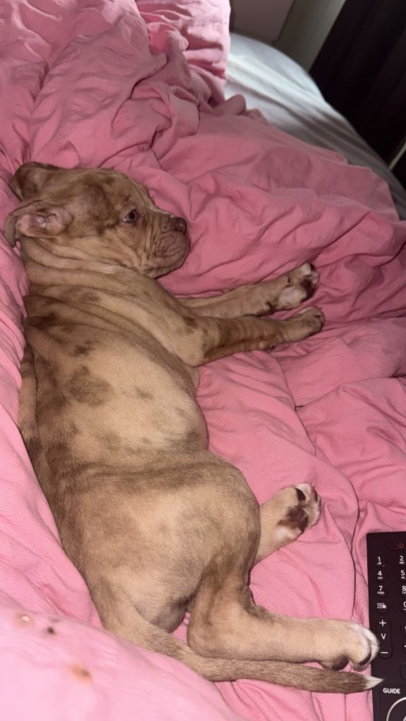 Female puppy 🐶 
