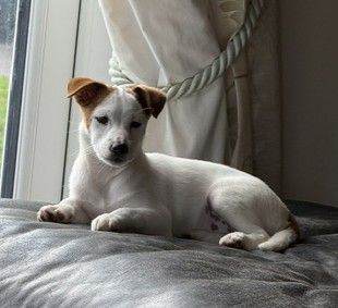 Female Jack Russell Pup