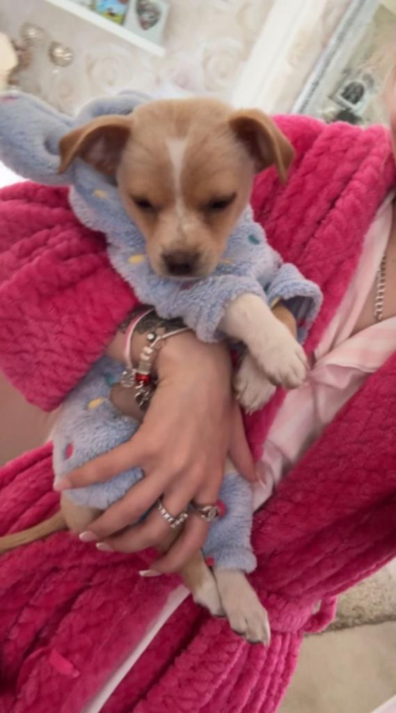 12 weeks old pomchi chihuahua mixed Pomeranian puppy