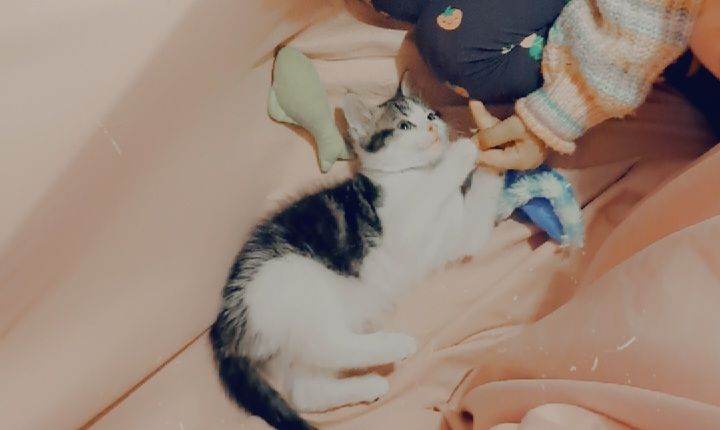 Kitten female 10weeks old