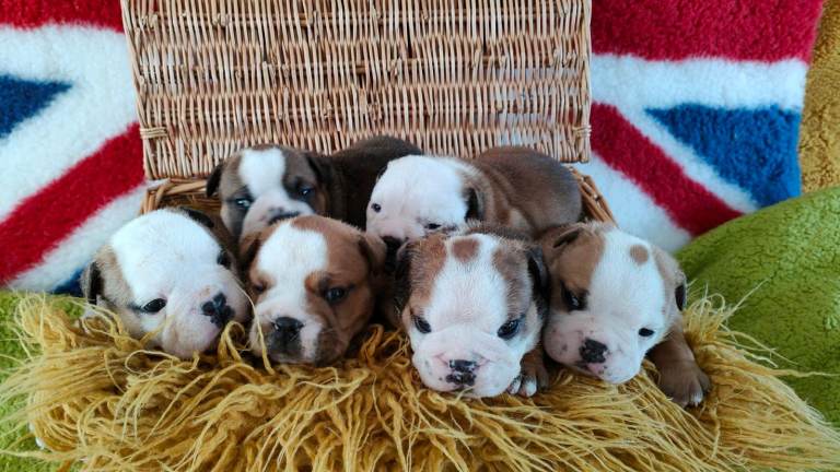 KC registered bulldog puppies