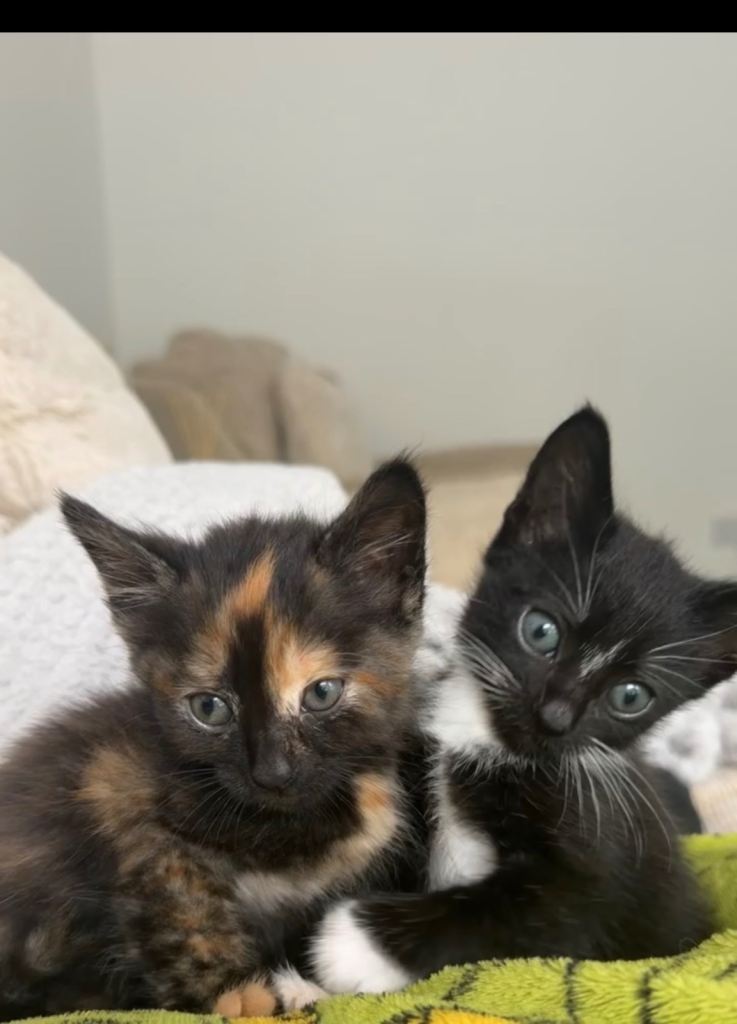 Kittens 