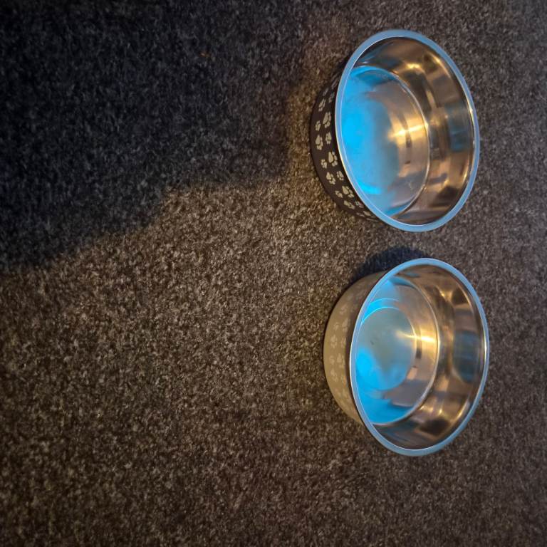 Dog toys and accessories