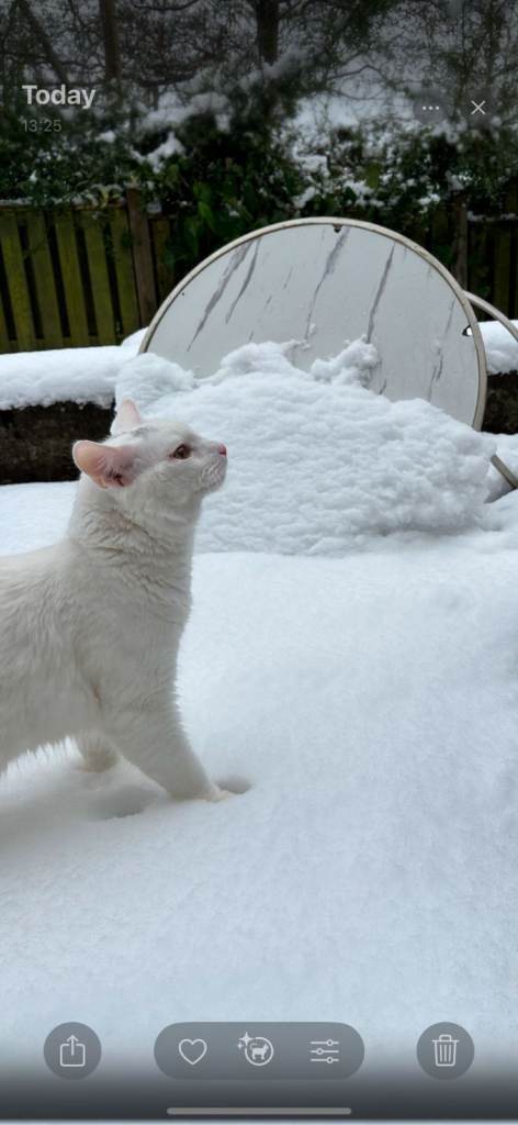 Beautiful Siberian white long hair male cat