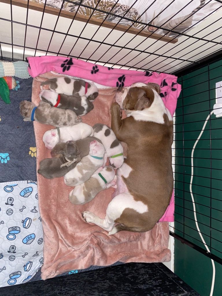 Olde English Bulldogge Puppies
