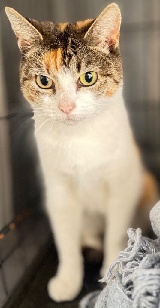 Female cat
