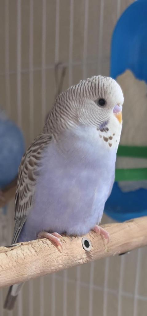 Baby budgies