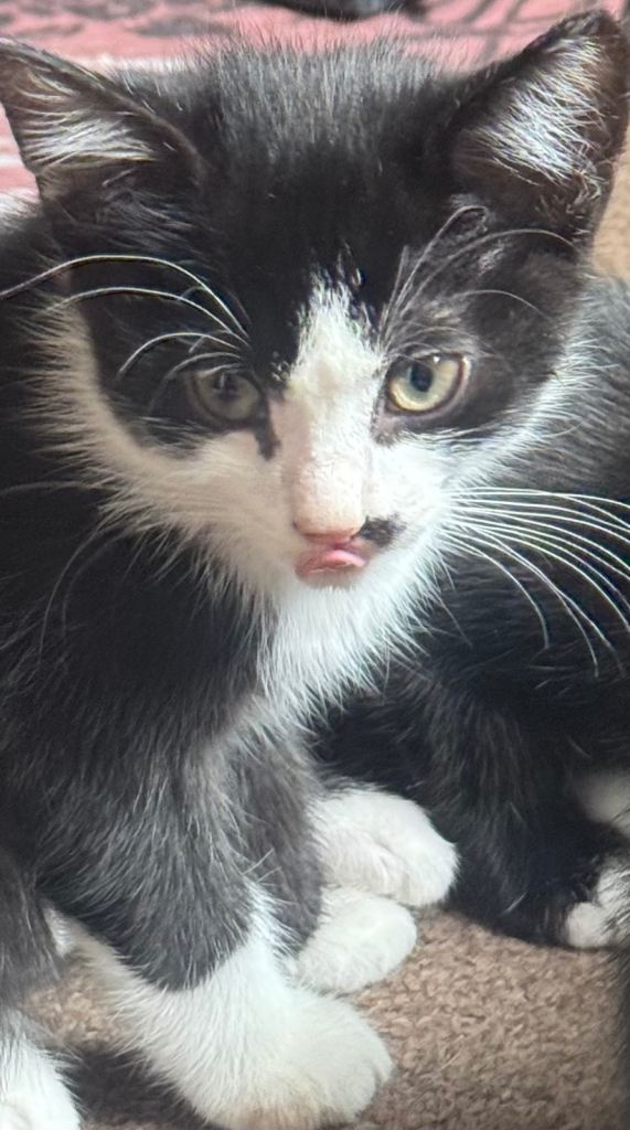 Unique MALE kittens ready now reduced for quick sale!