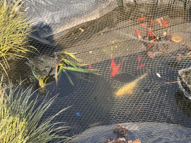 Closing down pond everything in pictures is for sale