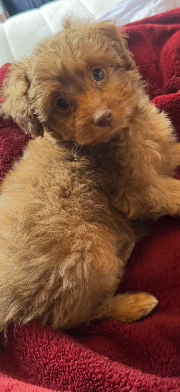 Beautiful Pomapoo 11 weeks 