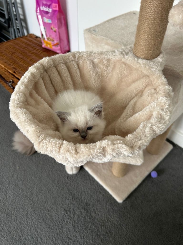 2 Female ragdoll kittens. Ready to go in middle-end of May