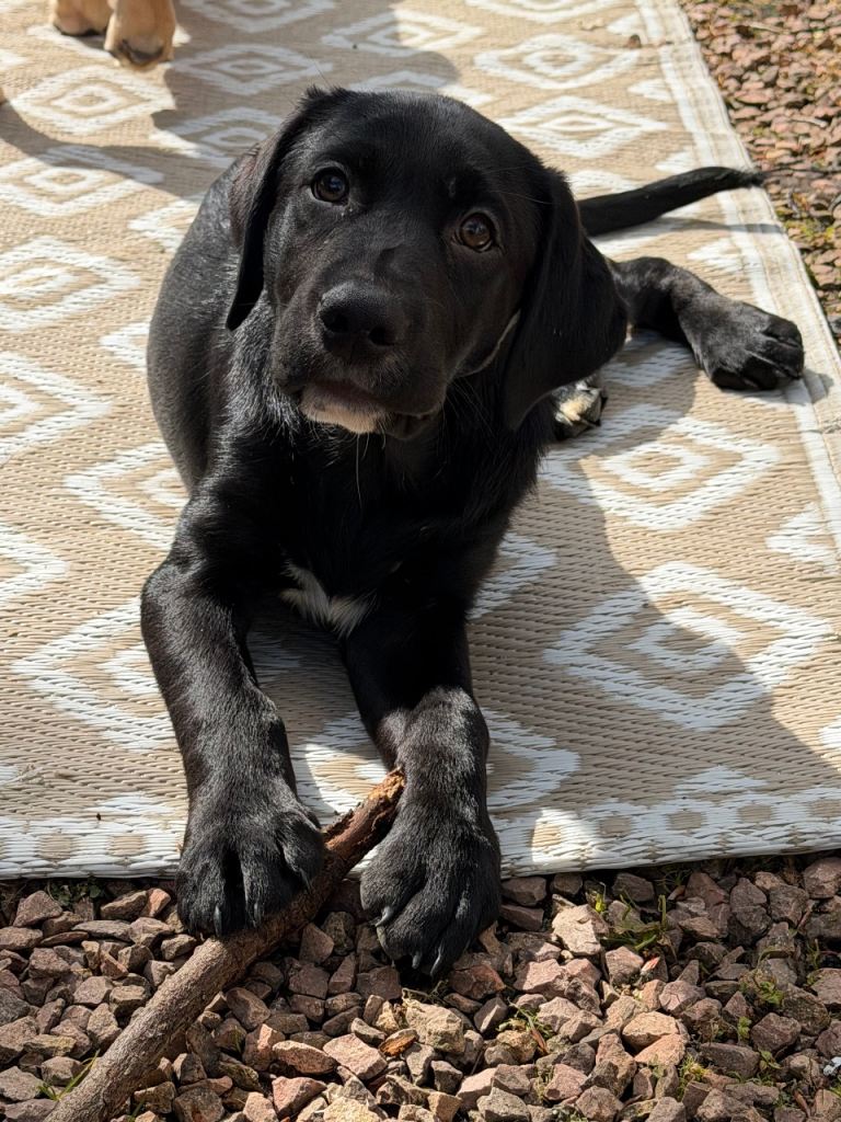 Labrador Puppy