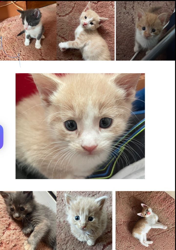 Beautiful kitten ready to leave 