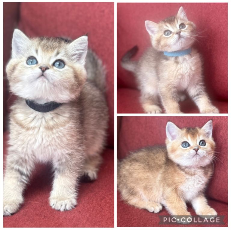 GCCF gold and silver British shorthair