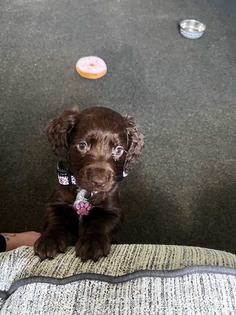 Female chocolate cocker spaniel 