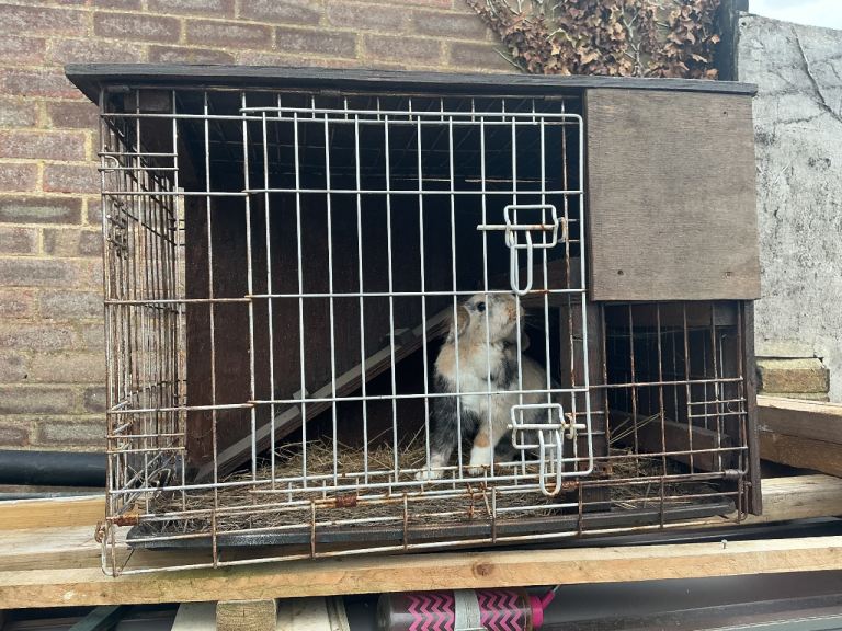 Rabbit cage 