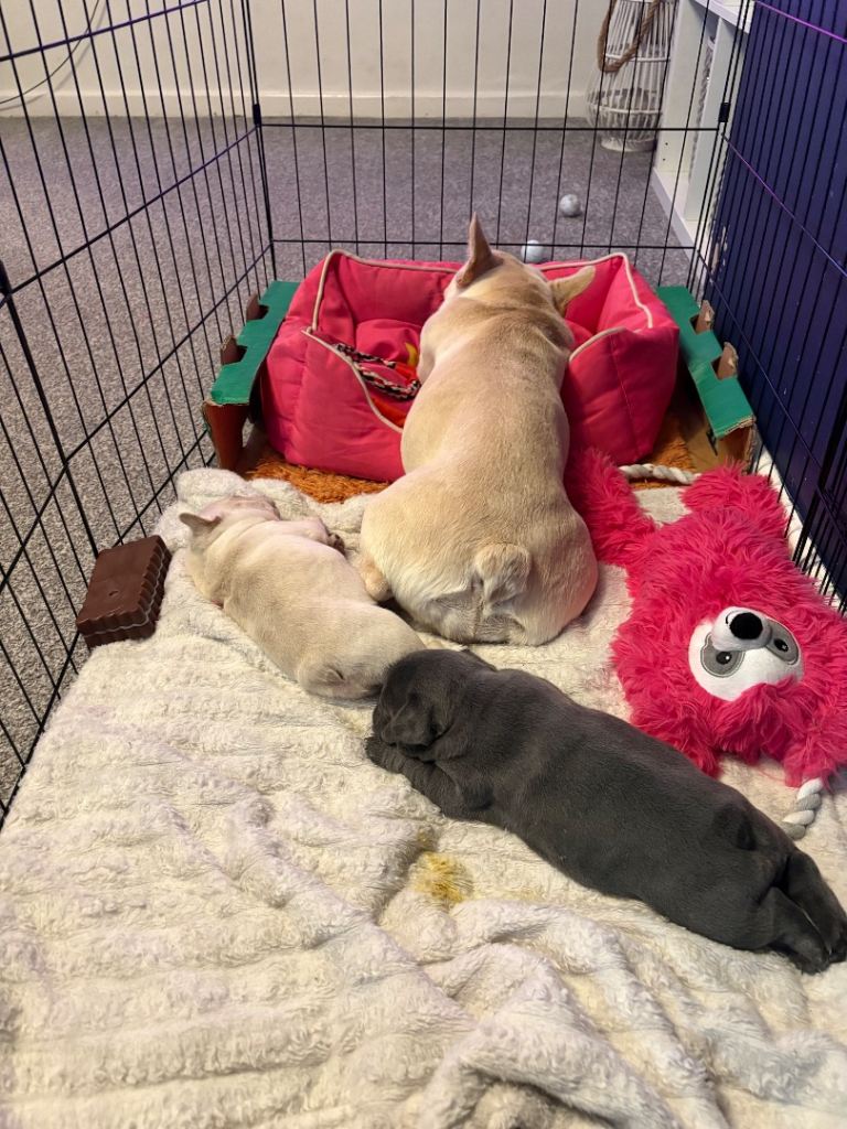 French bulldogs 