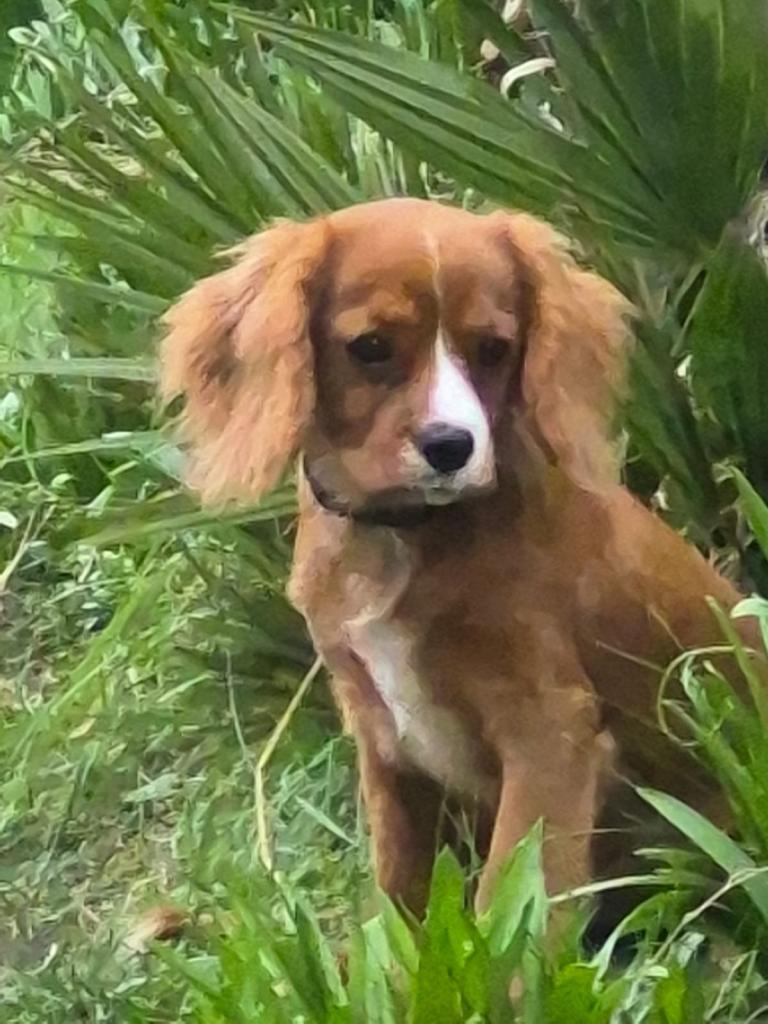 Bitch  Cavalier King Charles 