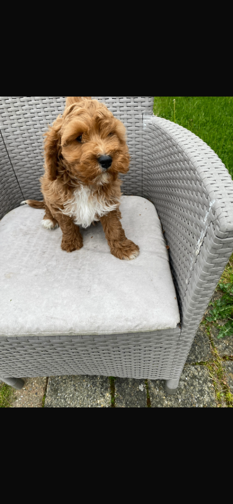 F1 Cavapoo puppy 