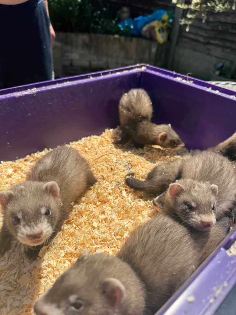 Ferrets for sale 