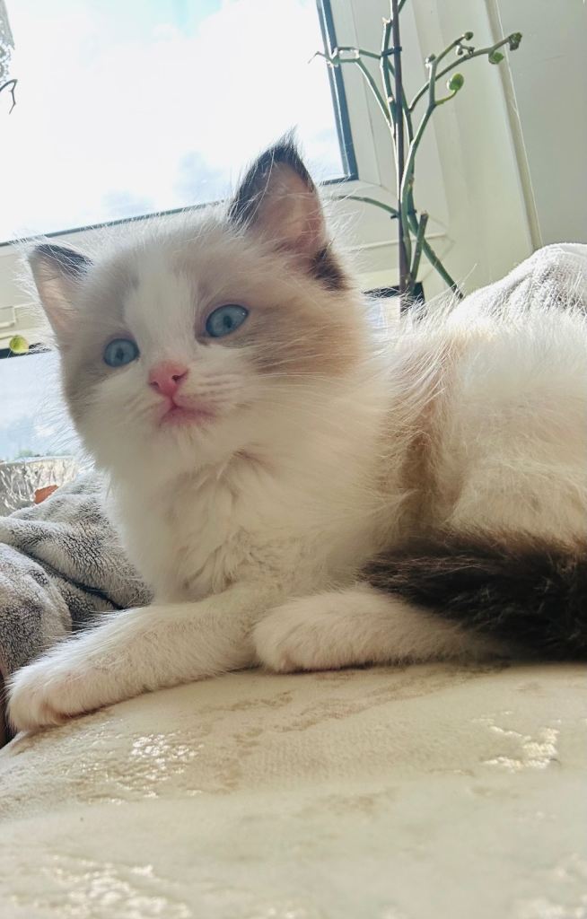 Pure Ragdoll for Sale 