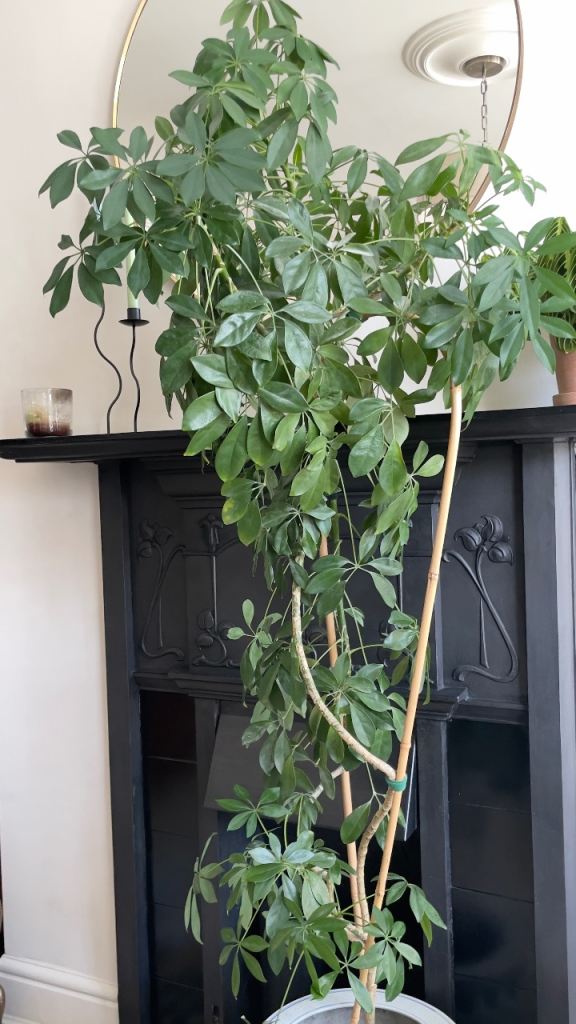 X Large Schefflera Umbrella Plant Tree & Large Glazed Pot/Planter, 180cm Tall