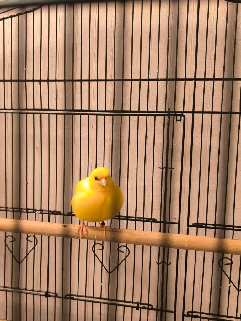 Fife male canary 