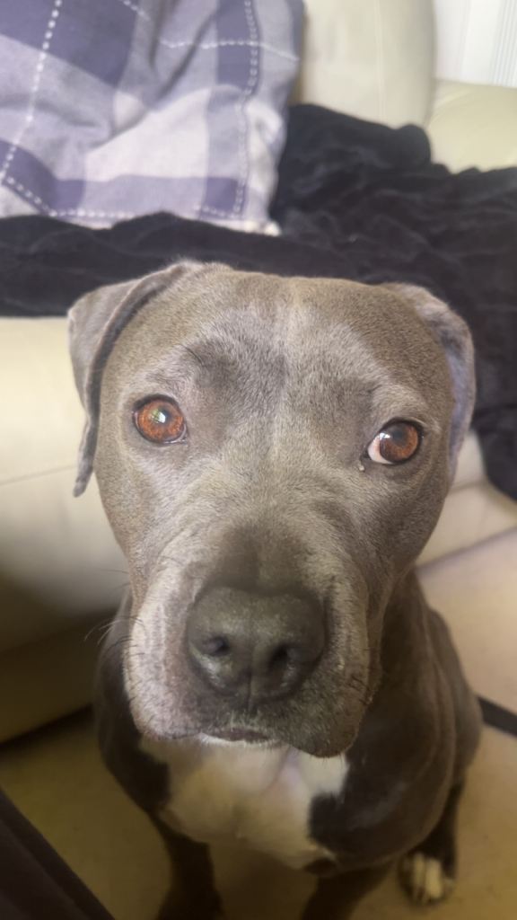Blue Staffordshire bull terrier 