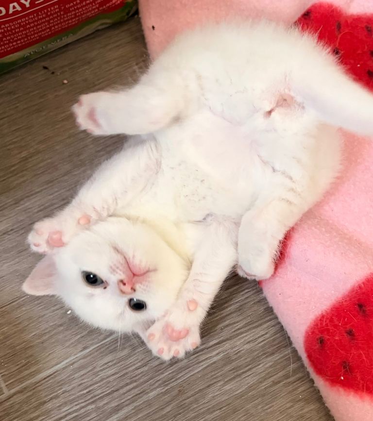 Beautiful female British shorthairs 