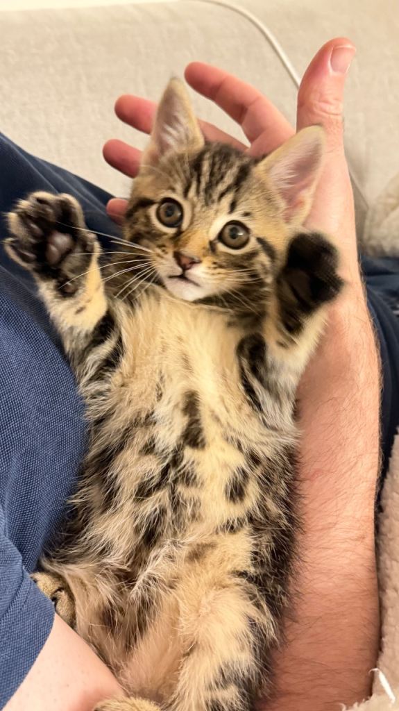 Adorable Tabby Kitten Looking for a Loving Home