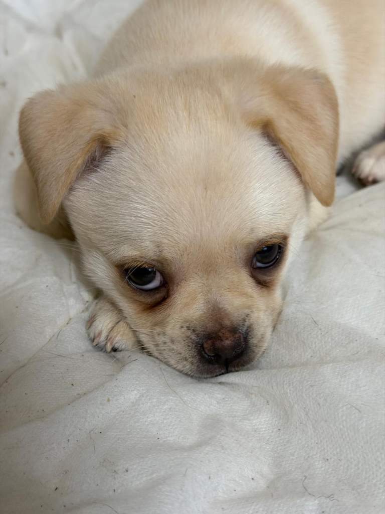 Pug x Pomeranian Puppies!