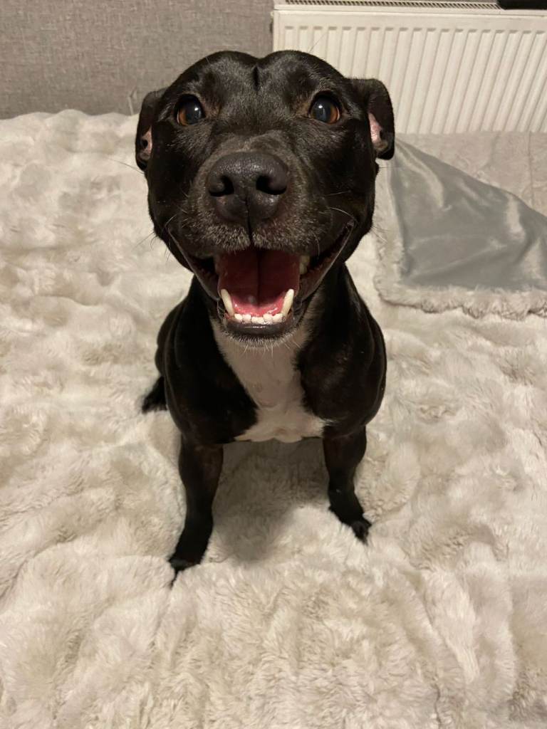 3 year old female staff 