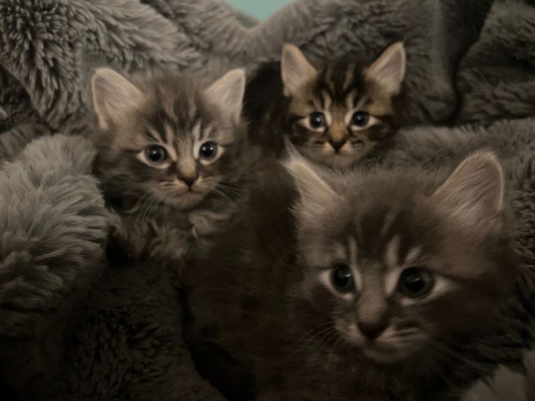 Kittens for sale 