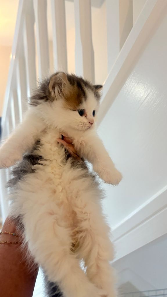 Persian x ragdoll kittens long haired 