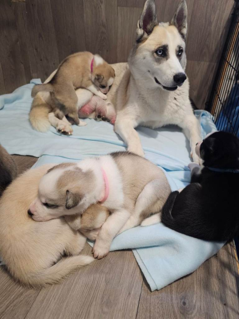 Huskita 