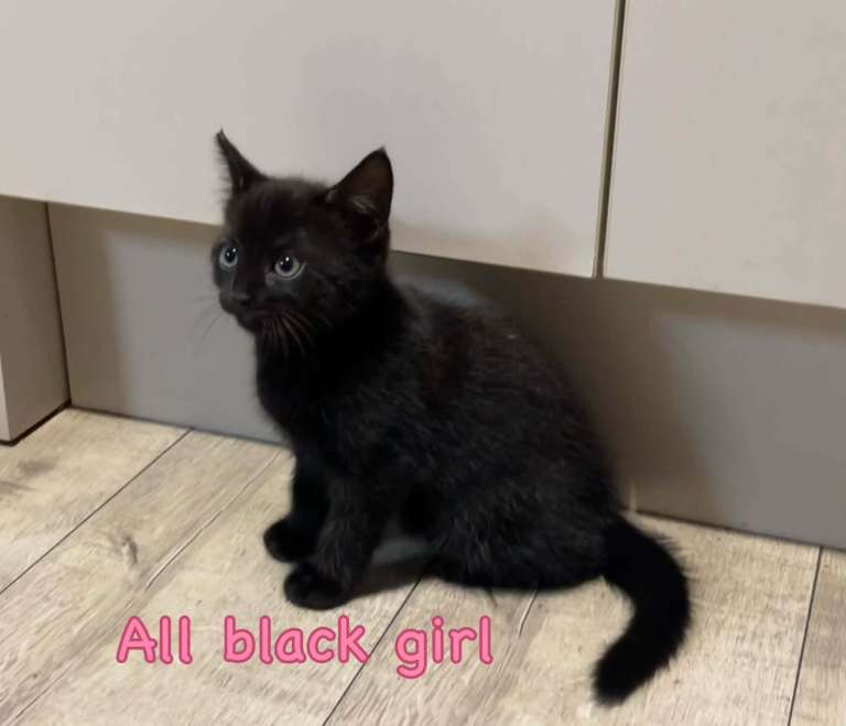 Black Kitten