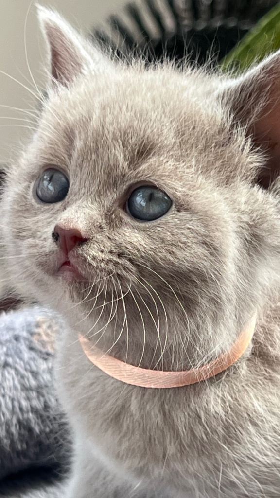 Rare Blue-Eyed Fluffy Kittens – British Shorthair x Ragdoll 