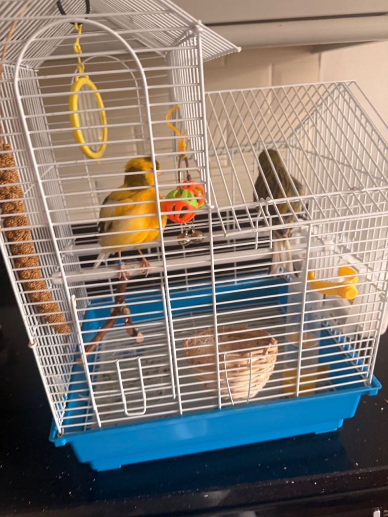 Pair of canaries and cage with accessories 
