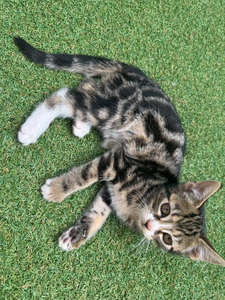 Gorgeous kittens looking for a new home.