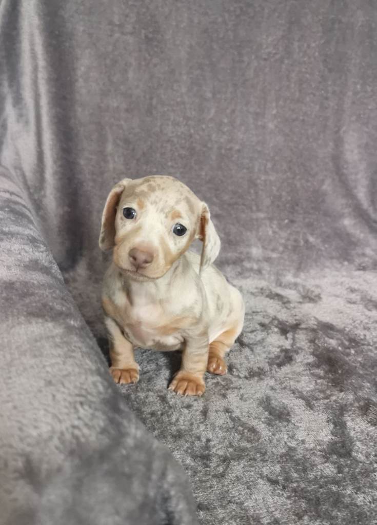 Miniature Dachshunds kc registered 
