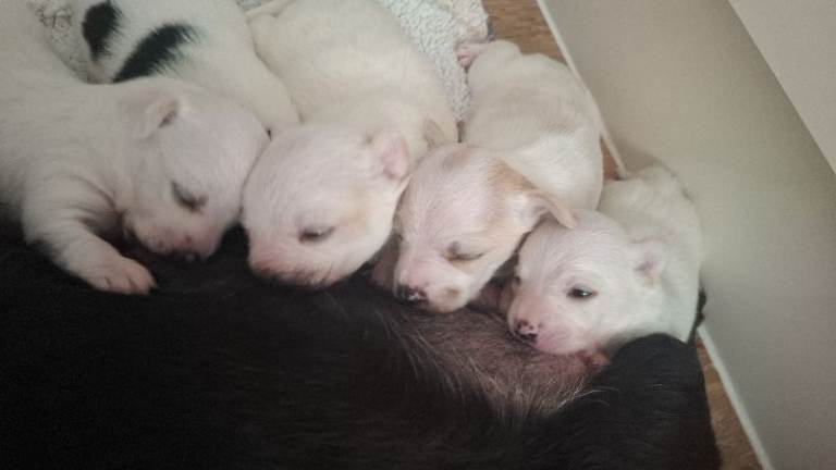 Beautiful Jack Russell pups for sale!