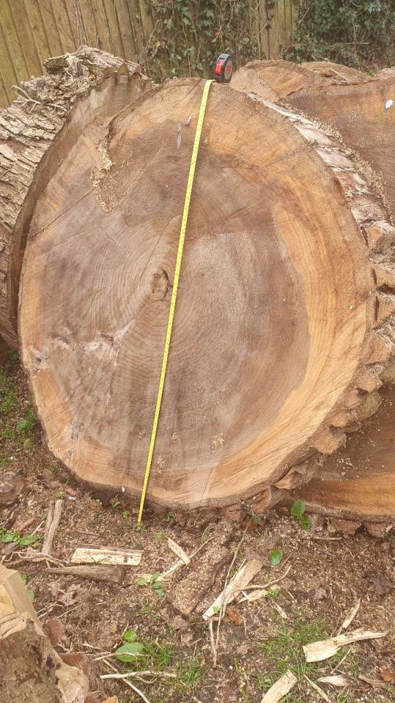 Very Large Poplar Tree Trunk Slice Slab Woodworking Carving Table Rustic Timber