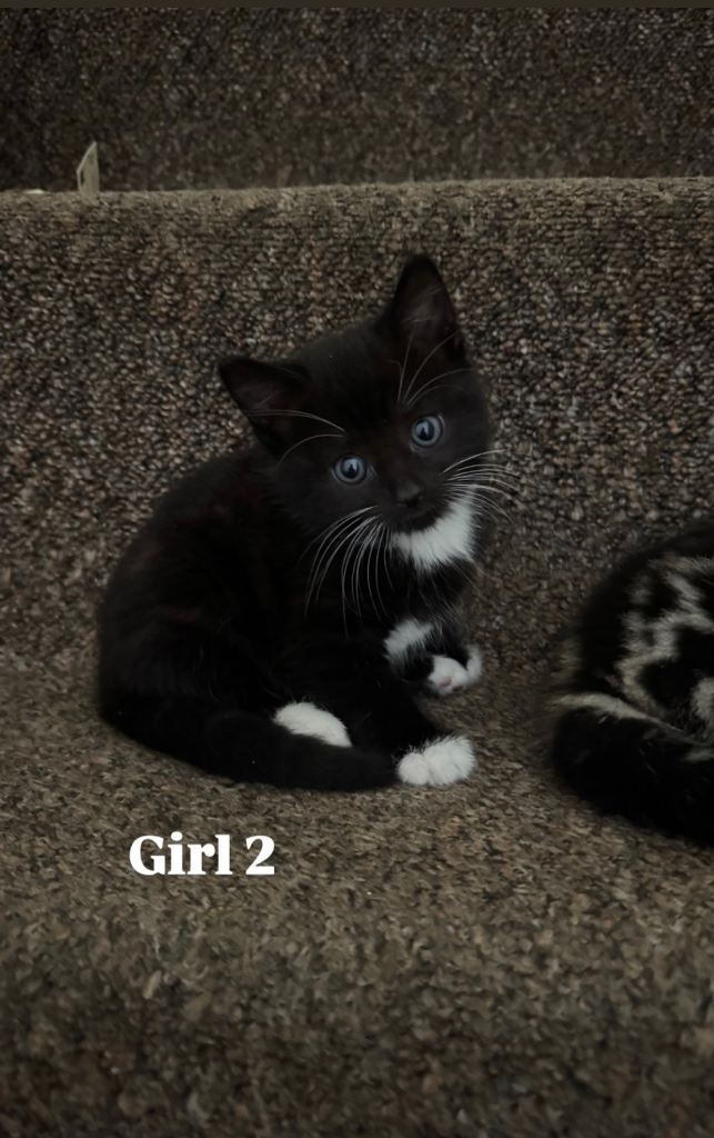boy and girl for sale 