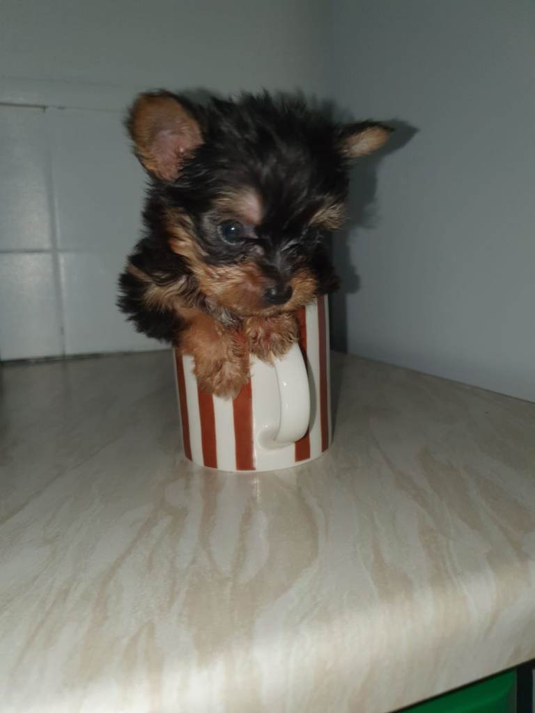 Yorkshire terrier small size 