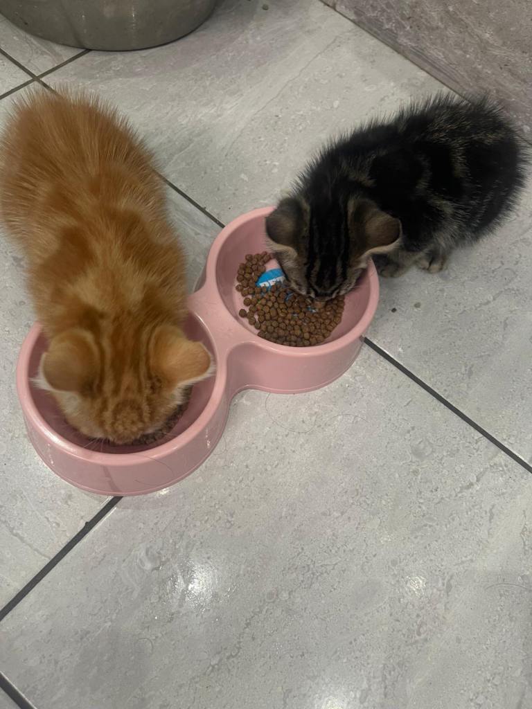 🐾 2 Beautiful Male Cats – Urgently Looking for Loving Homes 🐾