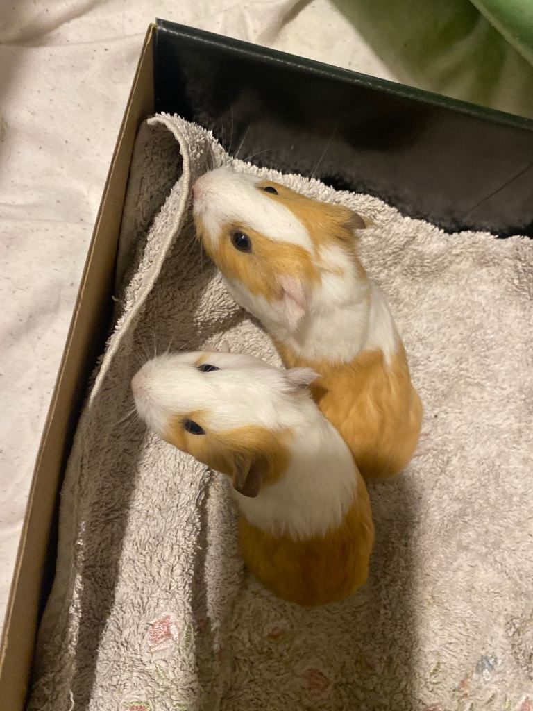Baby boy guinea pigs 