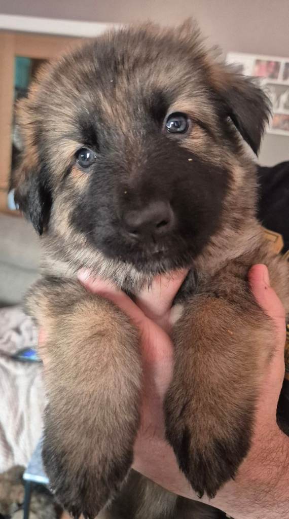 Last 3 german shepherd girls remaining 