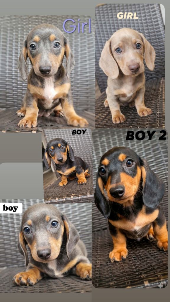 Beautiful Dachshund Puppies for Sale 🐶💖